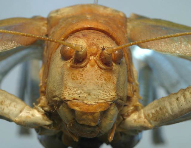  p>pseudophyllanax imperialis,是纺织娘亚科生物,中文名为帝王螽斯