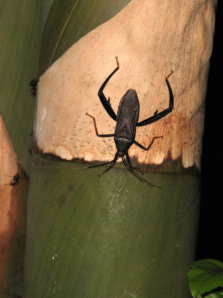 科/2651672" data-lemmaid="2651672">缘蝽科 /a>竹缘蝽属的一种昆虫