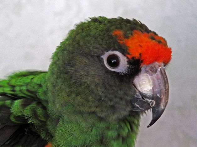  p>贾丁氏鹦鹉(学名: i>poicephalus gulielmi /i>) 在poicephalus属