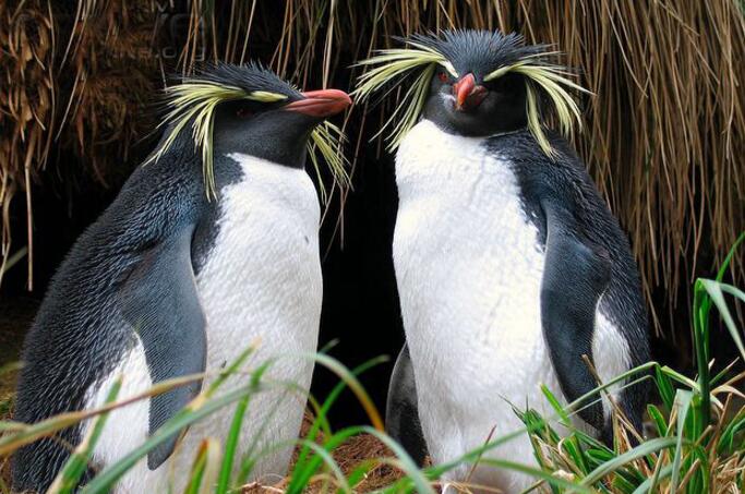 凤头黄眉企鹅北部亚种