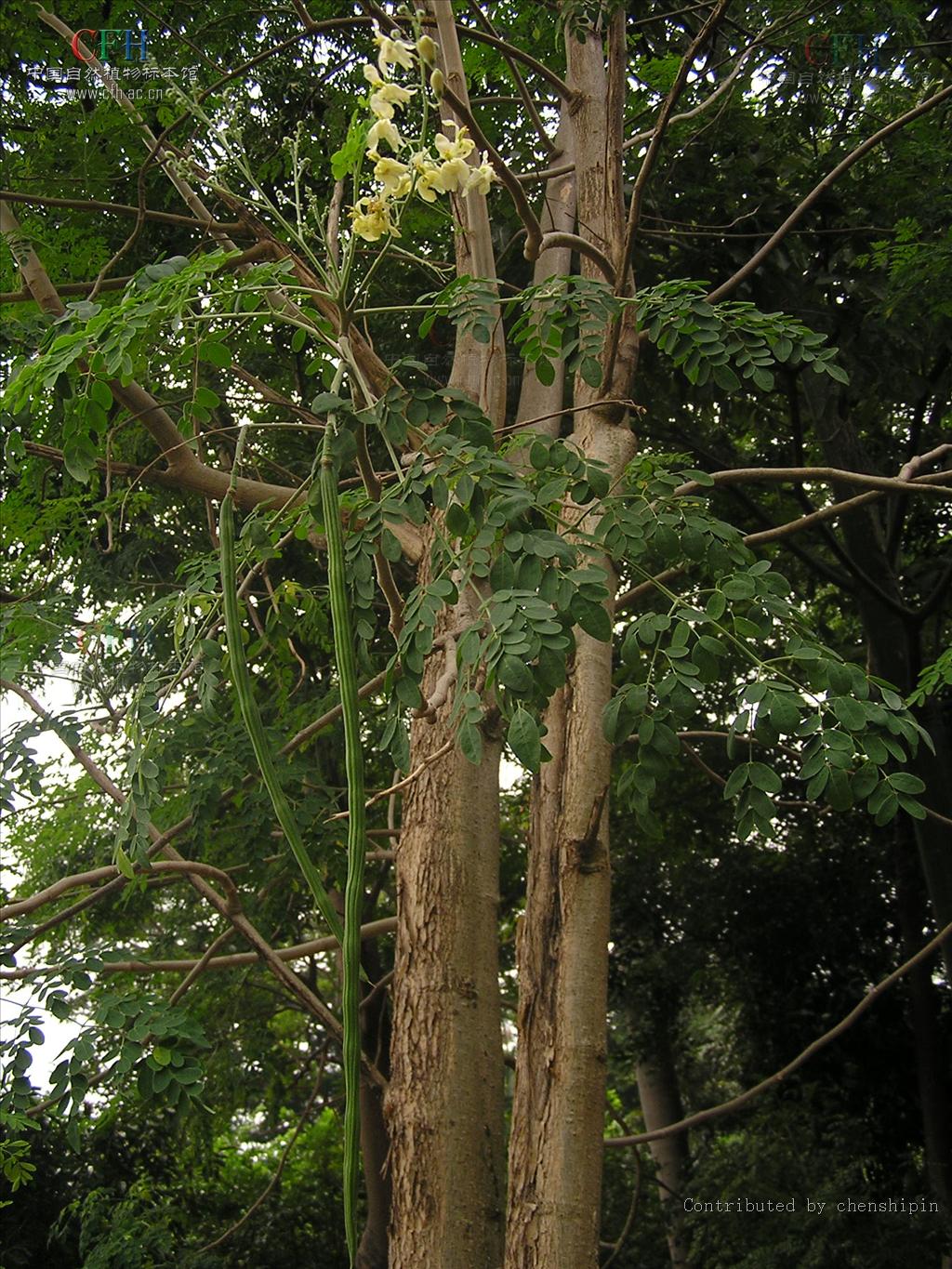 是辣木科辣木属植物,乔木,高3-12米;树皮软木质;枝有明显的皮孔及