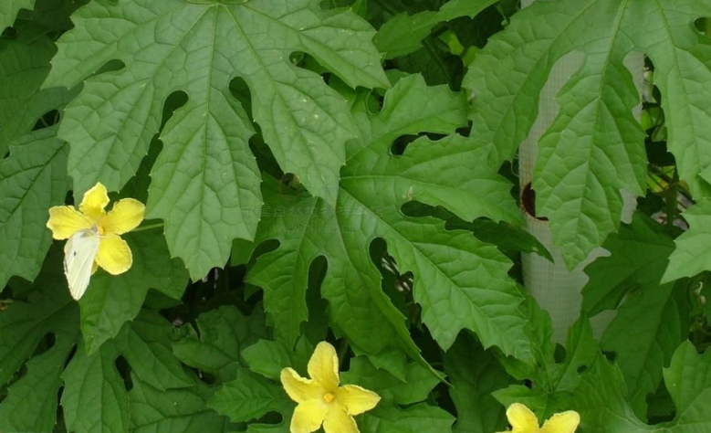  p>苦瓜(学名: i>momordica charantia /i> l.