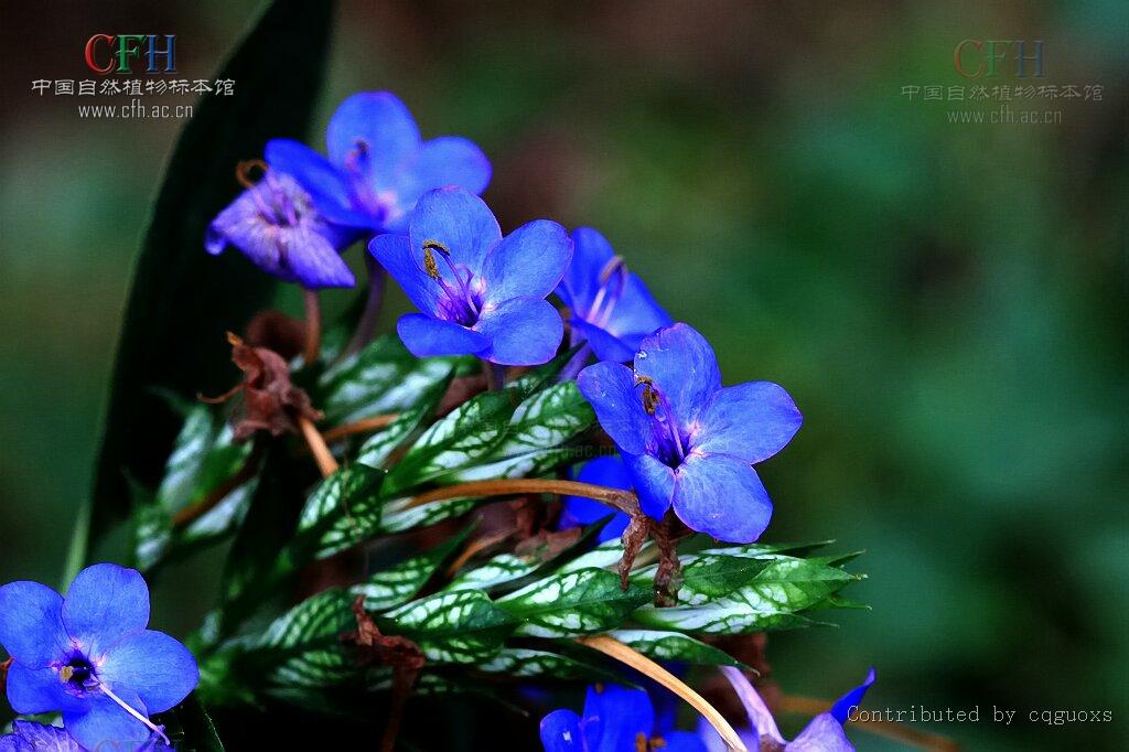  p>喜花草属是菊亚纲(asteridae),唇形目(lamiales),爵床科