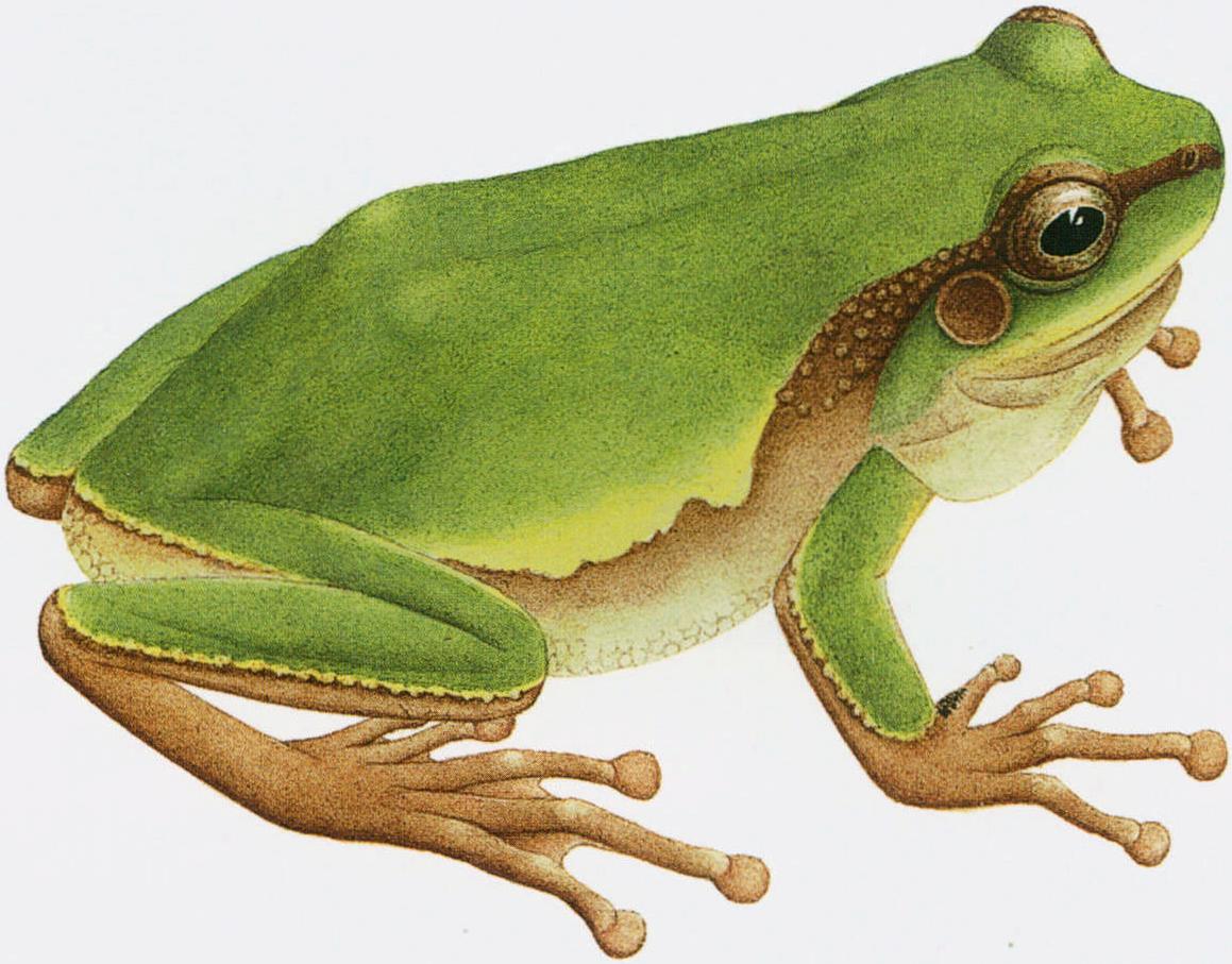 华西雨蛙指名亚种