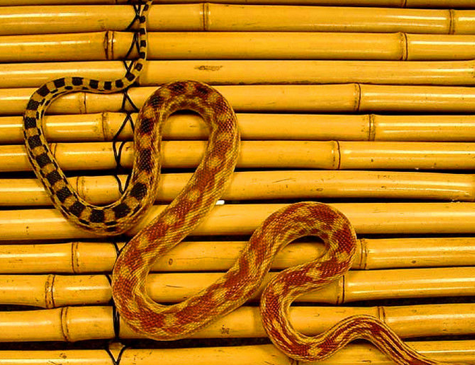  p>游蛇科 (colubridae)动物, a href="#" data-lemmaid="8074290">学