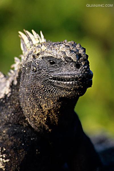 fernandina marine iguana