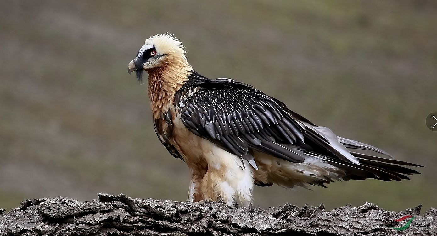 barbatus /i>):也名 a target="_blank" href="/item/胡秃鹫/2300513"