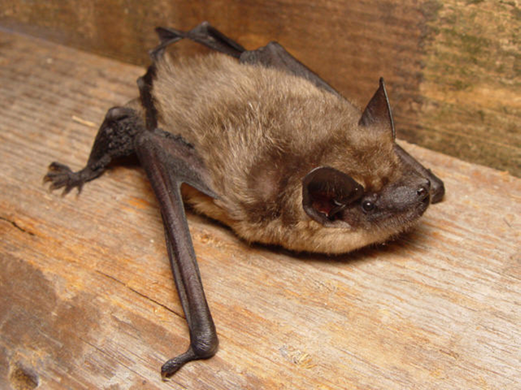 brown bat