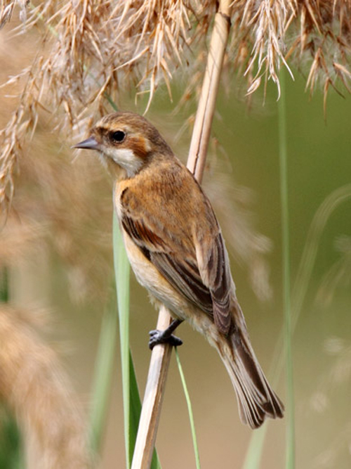  p>中华攀雀(学名: i>remiz consobrinus /i>):体重7.