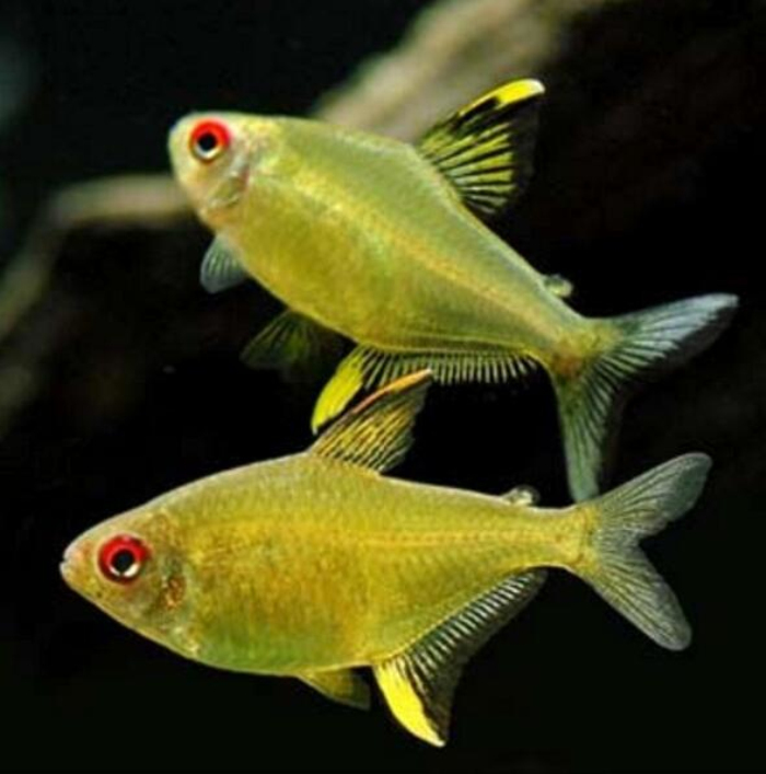  p>柠檬灯鱼,学名为丽鳍望脂鲤 (hyphessobrycon pulchripinnis),又称
