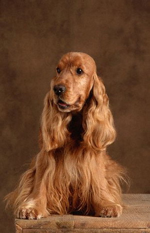 "#" data-lemmaid="2020548">英国可卡犬 /a>(英文名 :english cocker