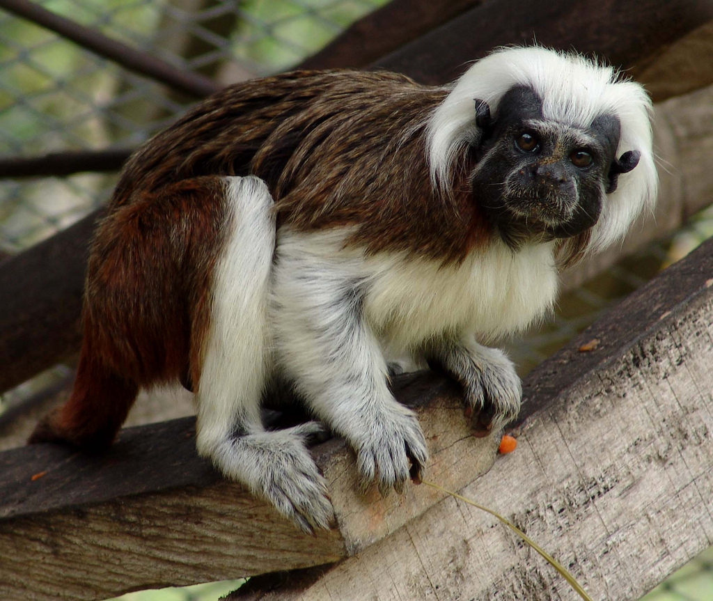 silvery-brown bare-face tamarin