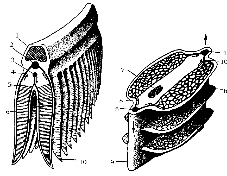  p>每一 a target="_blank" href="/item/鳃丝/5655566" data-lemmaid