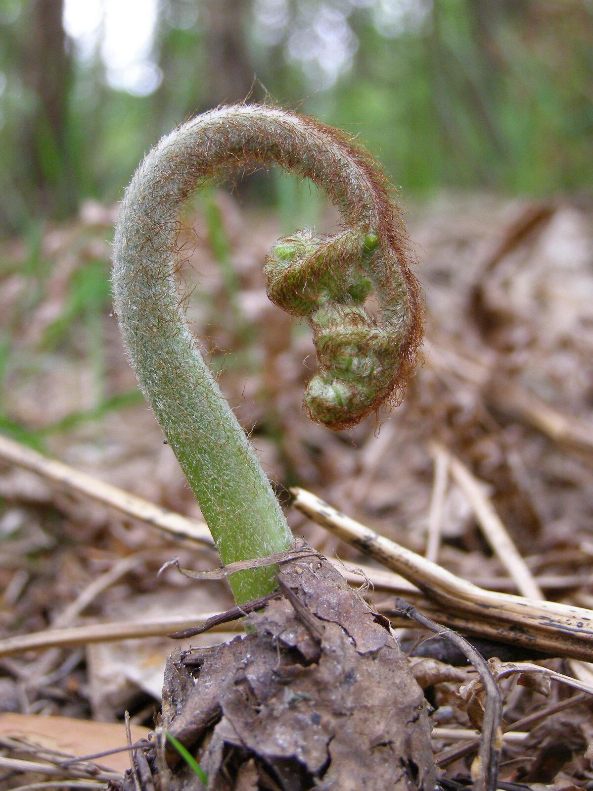  p>欧洲蕨(学名: i>pteridium aquilinum /i> (l.