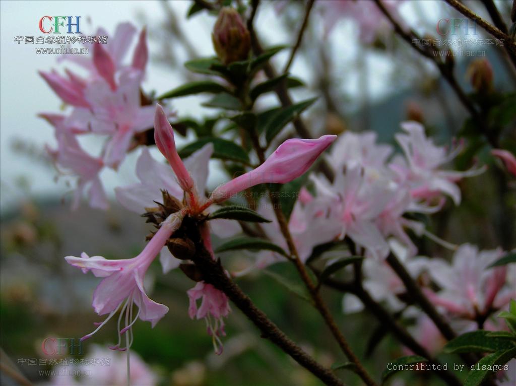  p>亮毛杜鹃(学名: i>rhododendron microphyton /i> franch.