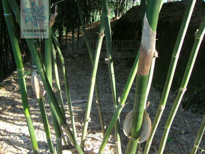  p> a href="#" data-lemmaid="2549562">青竿竹 /a>(b.