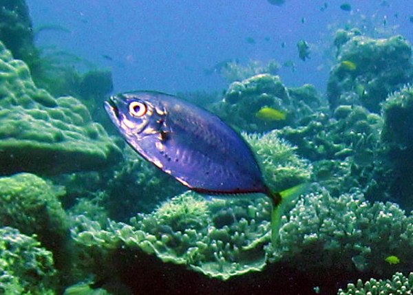  p>横带若鲹,学名: i>carangoides plagiotaenia  /i>(bleeker, 1857)