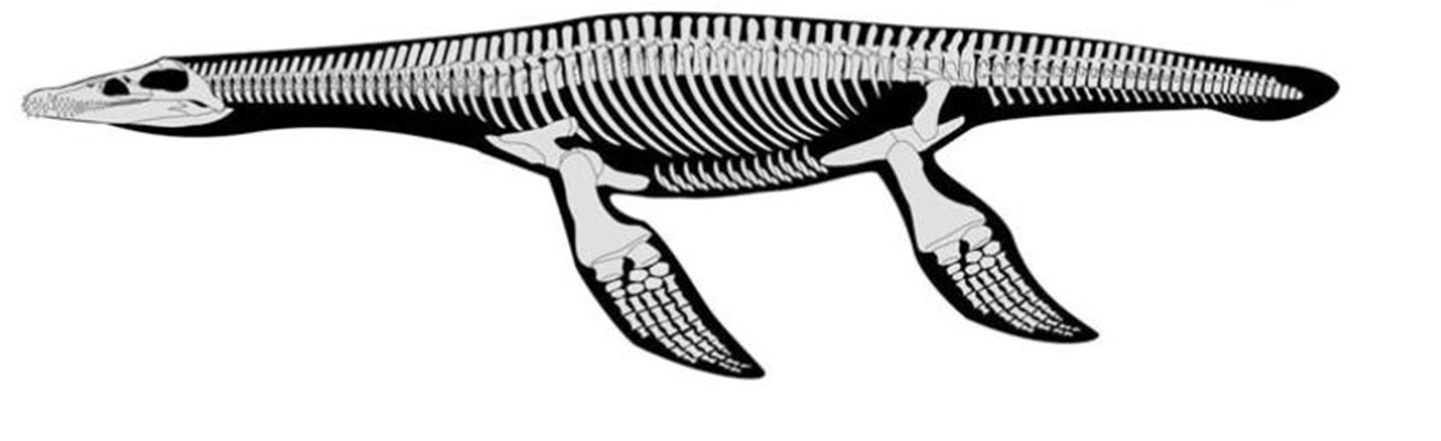  p>菱龙(属名:rhomaleosaurus)又叫彪龙也翻译为