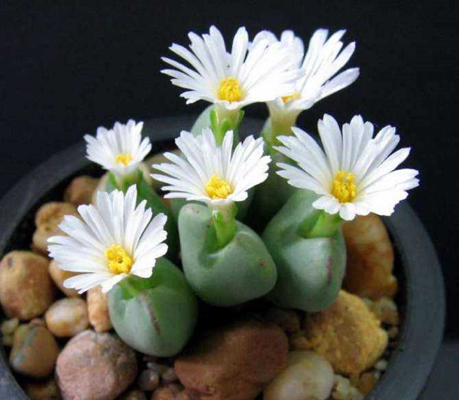  p>生石花(学名: i>lithops /i> n. e. br.