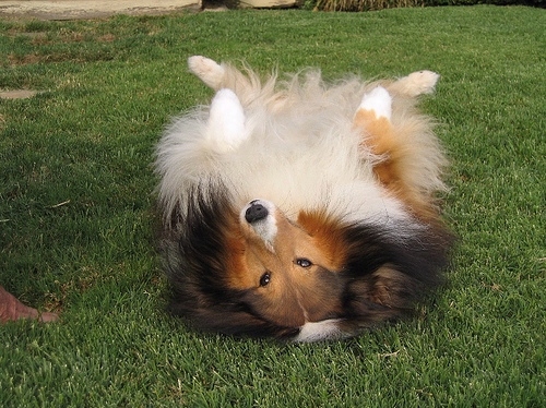 shetland sheepdog