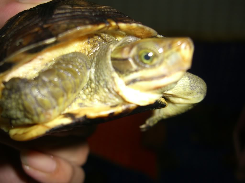  p data-id="go02dnvmwp">潘氏闭壳龟(学名: 