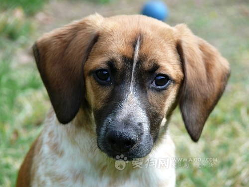 target="_blank" href="/item/英国猎狐犬/8301576" data-lemmaid="