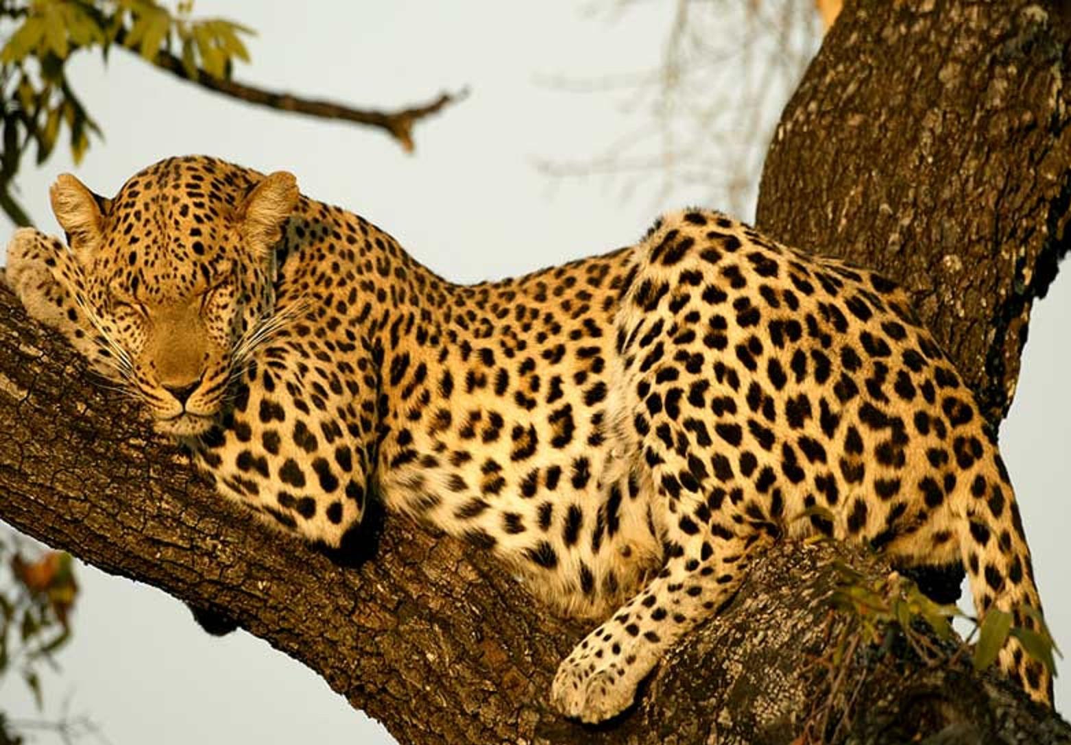  p>动物分类学是动物学的一个分支学科,主要研究动物的 a target="