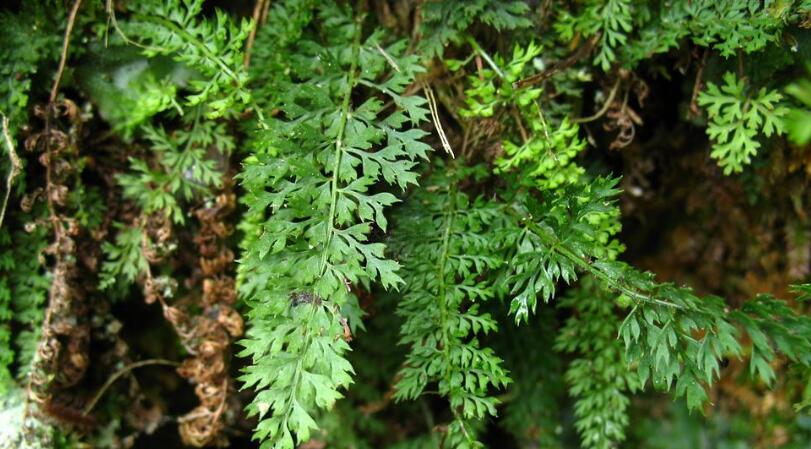  p>草叶耳蕨( a target="_blank" href="/item/学名/8074290" data