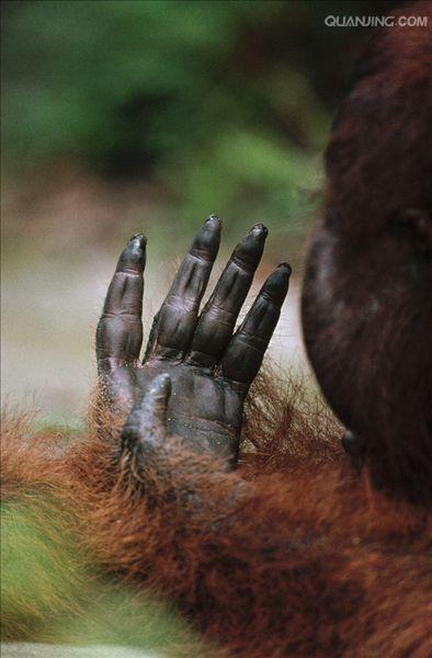 href="#" data-lemmaid="1593453">猴子 /a>最大不同的地方就是没有 a