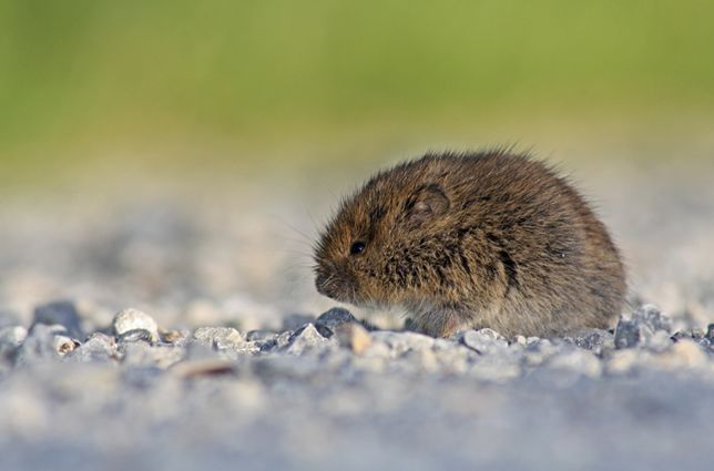 p>普通田鼠(学名:microtus arvalis)体长126~128mm,吻部短而钝,耳壳