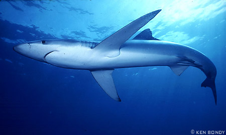  p>大青鲨(学名: i>prionace glauca /i>): a href="#" data-lemmaid=