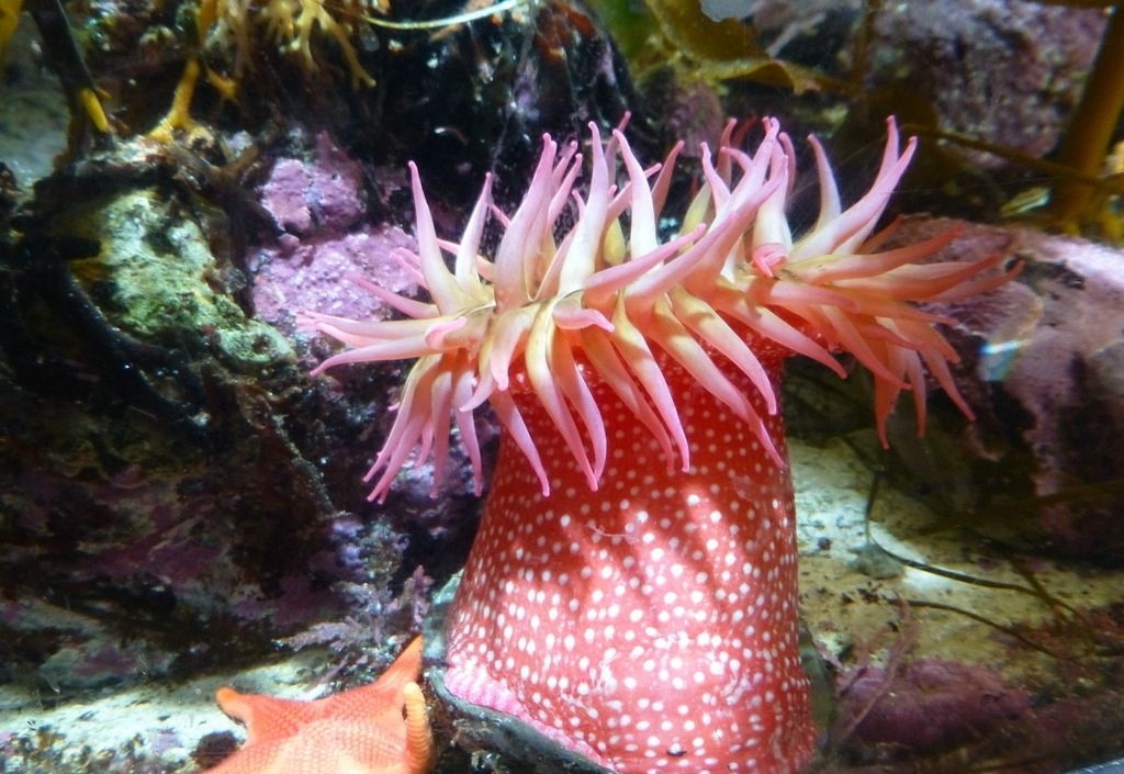 是一种长约三公分的红色海葵,他们通常附在海岸边.