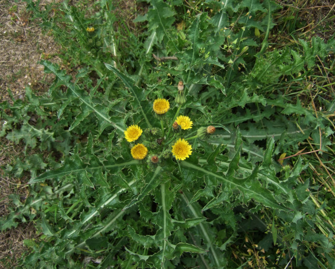  p>续断菊异名刺菜, a href="#" data-lemmaid="229183">双子叶植物纲