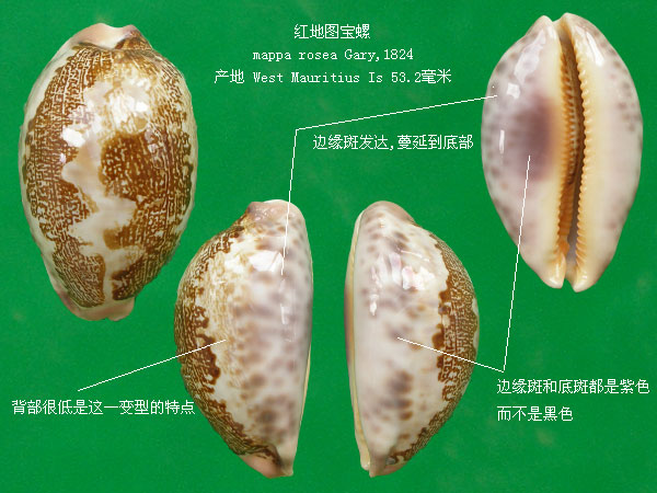 p>地理宝螺(学名:leporicypraea geographica geogra