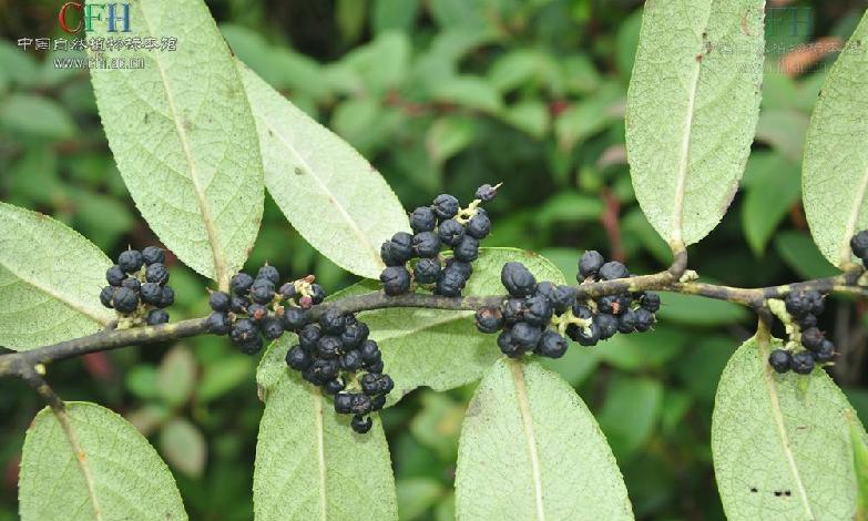  p>尾叶白珠(学名:gaultheria griffithiana wight)为 a href="#">白