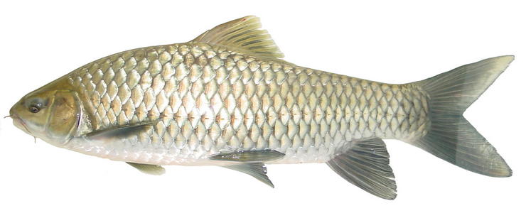  p>中华倒刺鲃(学名: i>spinibarbus sinensis /i>)是鲤科,倒刺鲃属