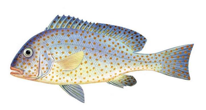  p>黄斑胡椒鲷, i>plectorhinchus flavomaculatus /i> (g.