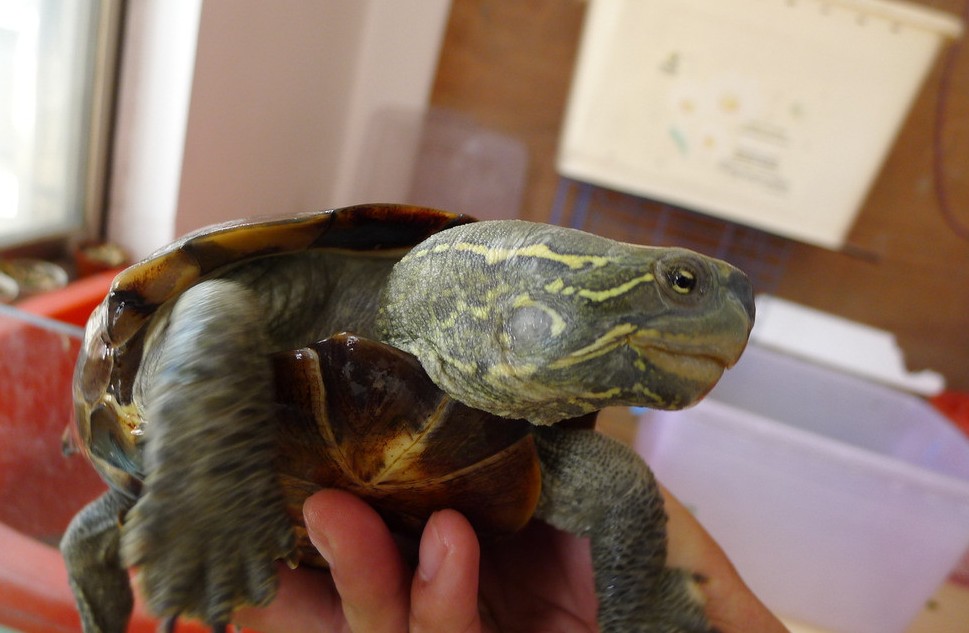  p>大头乌龟(拉丁学名: i>chinemys megalocephala /i>)隶属 a href="