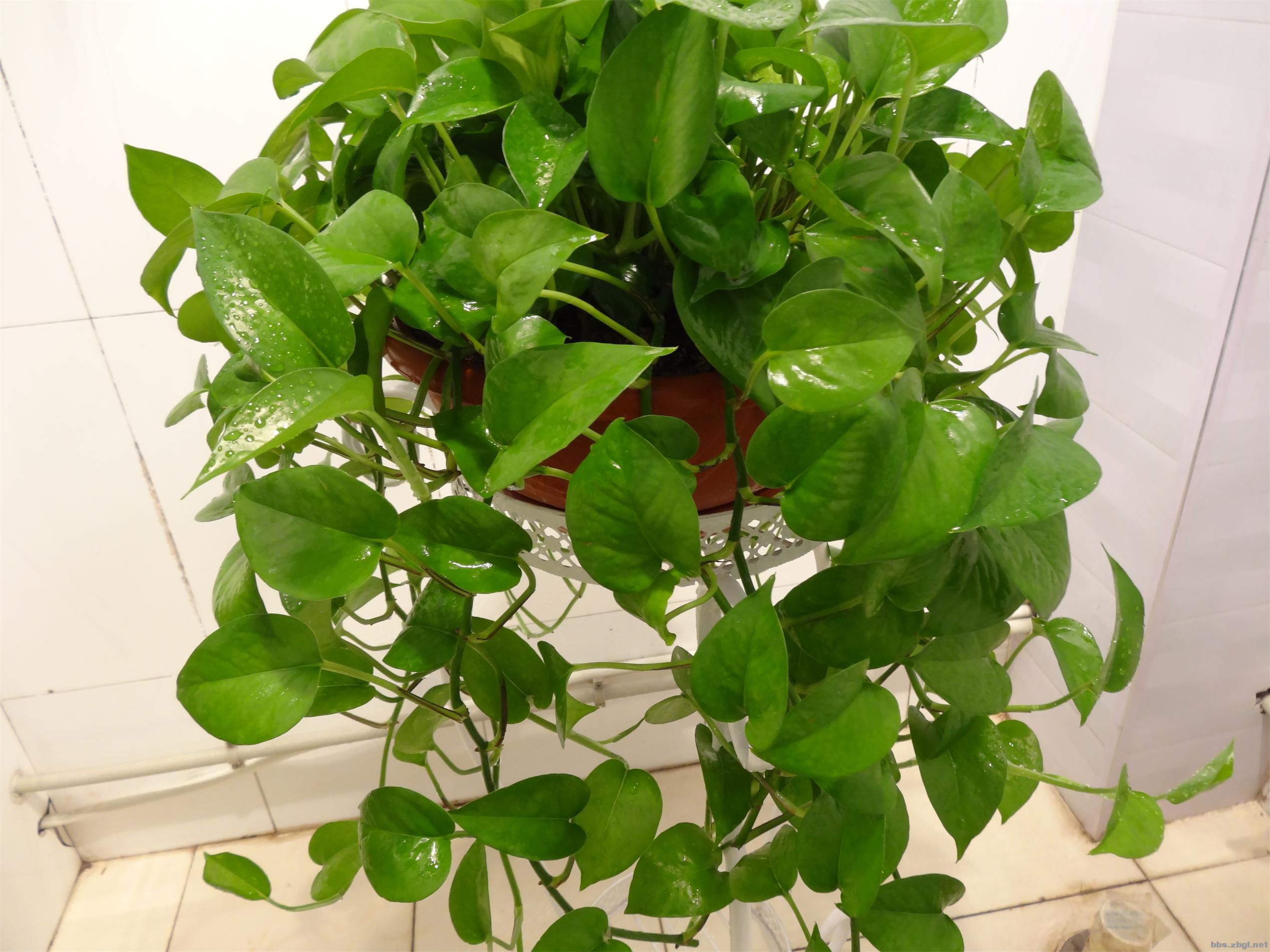  p>绿萝吊兰(拉丁学名:epipremnum aureum),又称为魔鬼藤, a href="#"