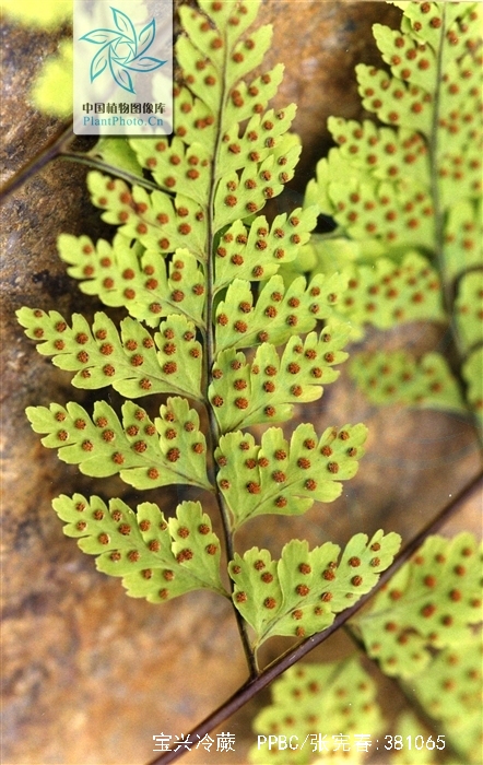  p data-id="gnvev817p4">宝兴冷蕨( i>cysto