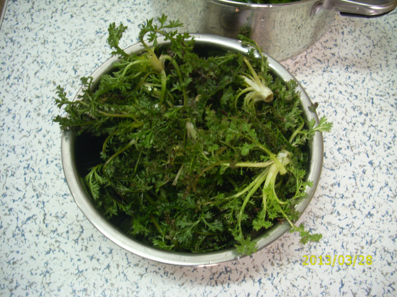 雪蒿也是一种野菜,作为蔬菜种植范围