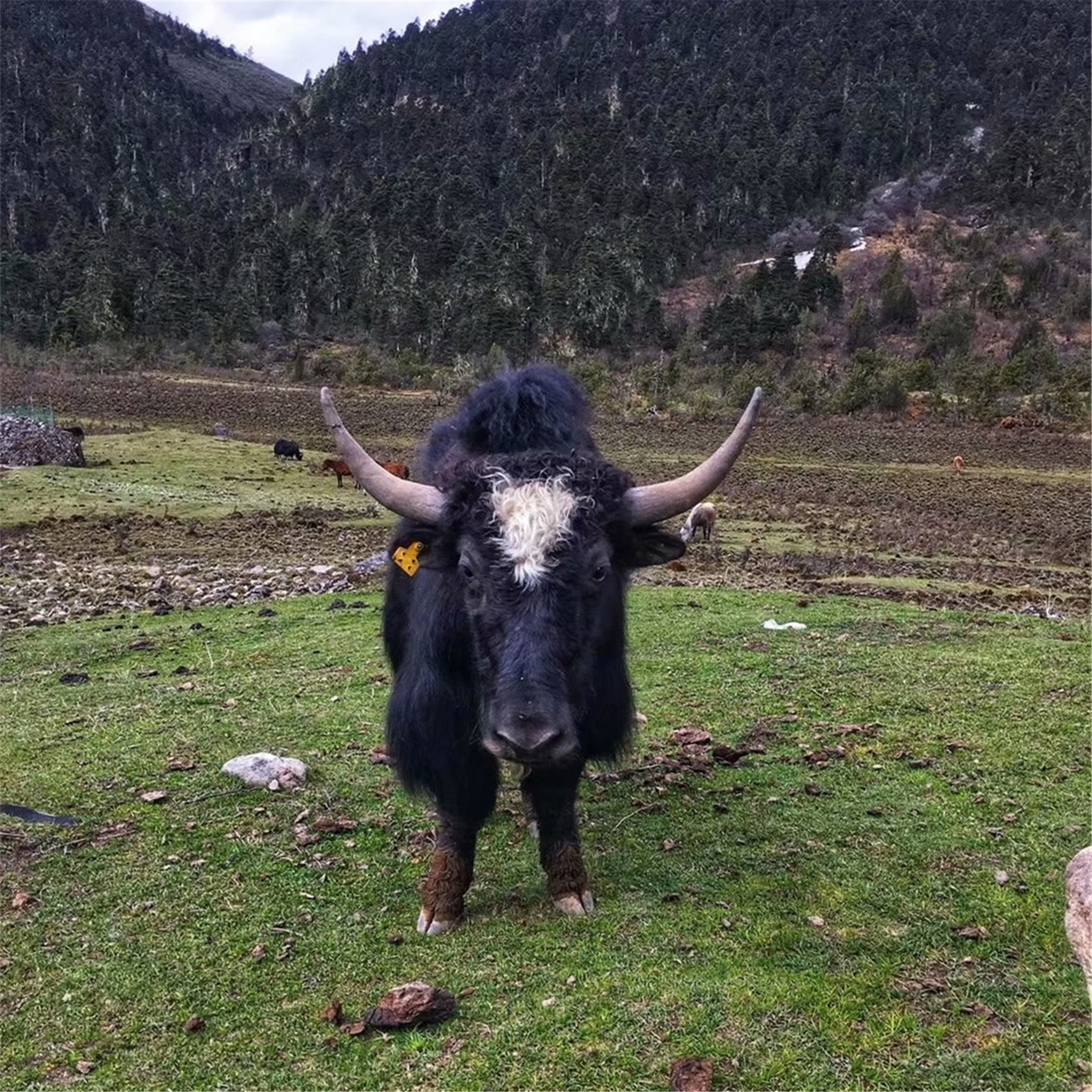 牦牛