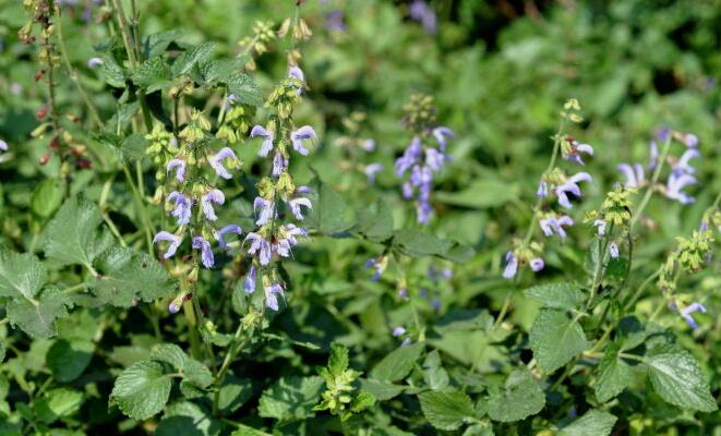  p>大叶鼠尾草(学名:salvia grandifolia w. w.