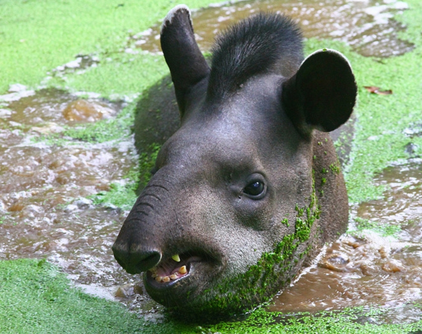  p>貘(学名: i>tapiridae, i>t /i> b> i>apirus /i> /b> /i>):貘科仅