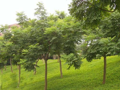 茸毛麻楝_百度百科