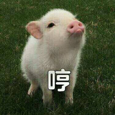 猪精女孩