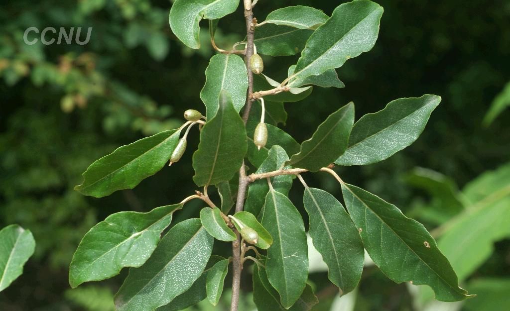  p> a target="_blank" href="/item/宜昌胡颓子/10488546" data