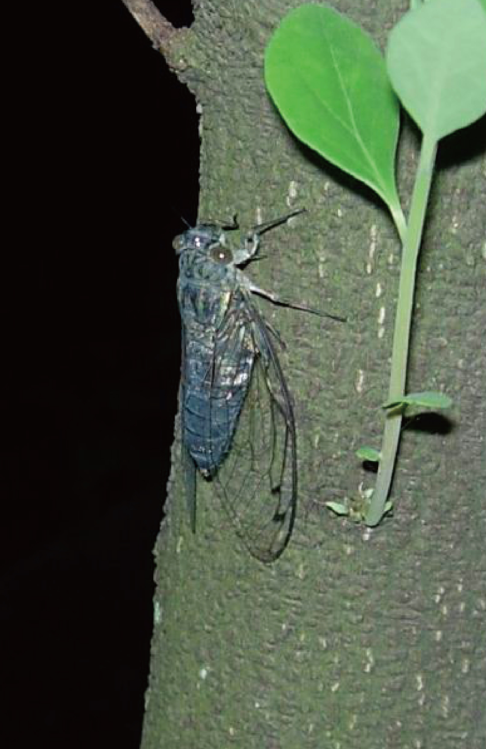  p>伏了,读音fú liao, a target="_blank" href="/item/蝉/1957"