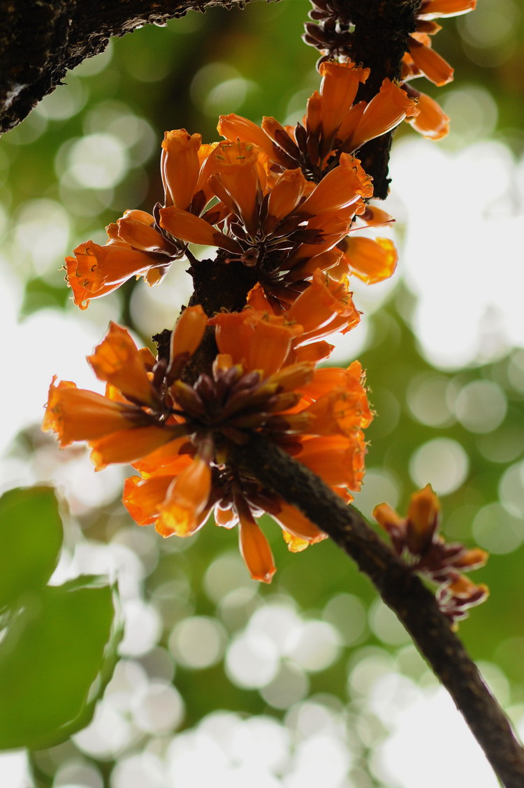  p>火烧花属( a target="_blank" href="/item/学名/8074290" data