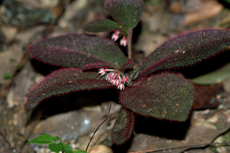  p>虎舌红(学名: i>ardisia mamillata /i> hance)为紫金牛科,紫金牛